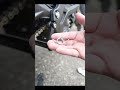 How to install dirt foot pegs on your surron @kemimoto_official