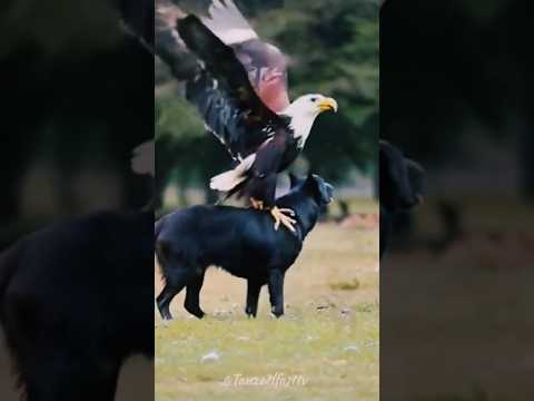 Animal tricks 😍#love #dance #varilmusic #youtobeshorts