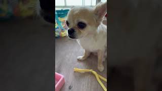 完全に包囲されちゃった！ #Shorts