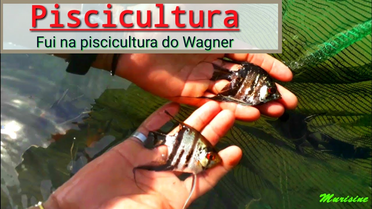 Fui na piscicultura  aprender a reproduzir  peixes  ...