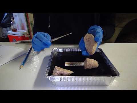 BIO 220 Sheep Brain Dissection