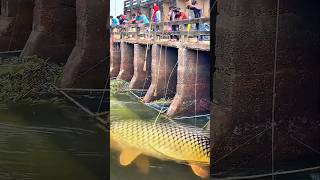 Download lagu Bikin heboh‼️warga kepung ikan mas raksasa yang terjebak di bawah jembatan. #fishing #bigfish mp3 Download lagu Bikin heboh‼️warga kepung ikan mas raksasa yang terjebak di bawah jembatan. #fishing #bigfish mp3