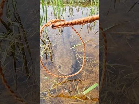 Catching this fish is not so easy.