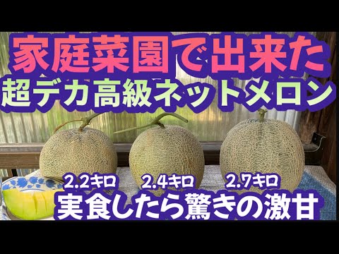 メロンが摘み熟しているかどうかを見分ける方法
