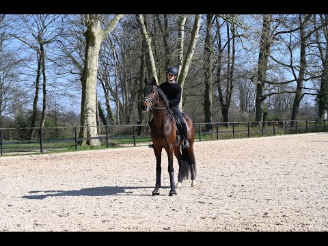 Trakehner Hengst Tantalos