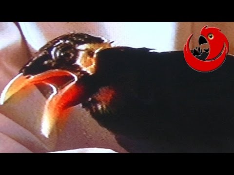 Niuniek the Talking Mynah - Champion of Poland 1997 & 1999