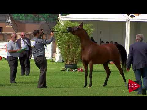 N.30 MAGIC SOUBRETTE - 2017 Italian Nationals - 3 Years Old Fillies (Class 3)