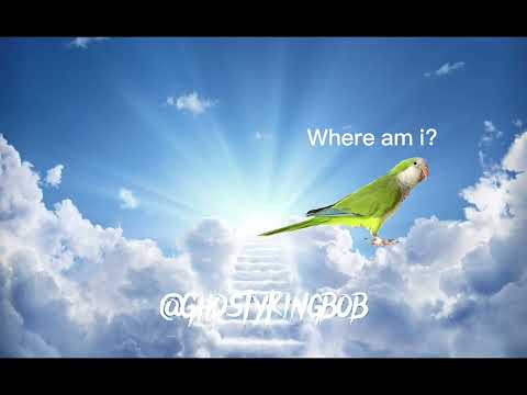 Parrot in heaven #shorts