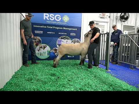 2025 RSG Sire Showcase