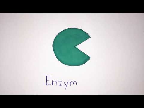 Enzyme // die Reaktion und alle Hemmungen