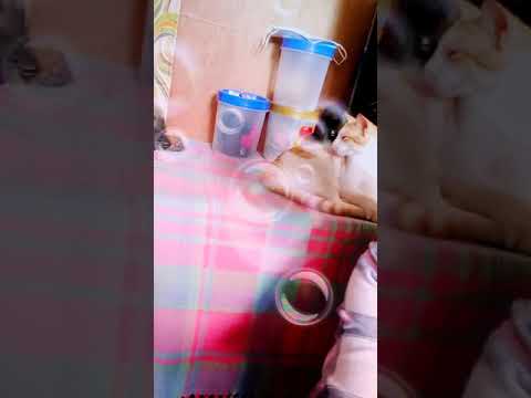 Meet our Belgian Dog, name OWSHII🐩💗🤓