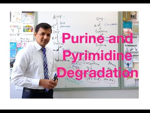 Purine and Pyrimidine Degradation