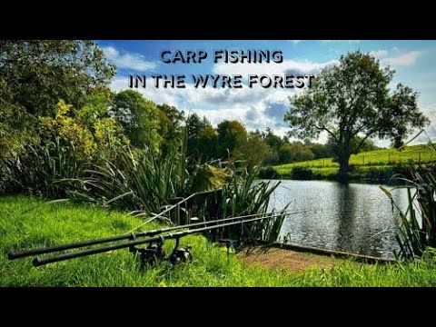 Carp fishing in the Wyre Forest
