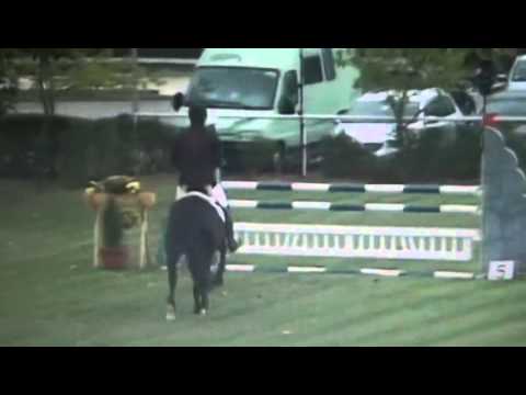 Sportpferde Matthias Keil -