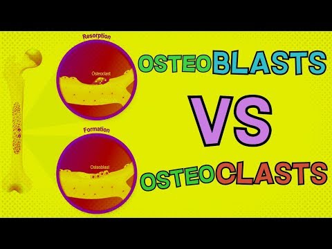 Osteoblasts vs Osteoclasts | HOW DO THEY BOTH FUNCTION? Bone Remodeling