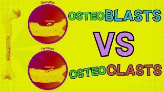 Osteoblasts vs Osteoclasts | HOW DO THEY BOTH FUNCTION? Bone Remodeling