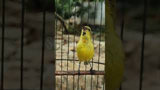 Download lagu TROTOL SOGON ROLL TEMBAK #sogon #birds #sogongacorngobra #amthanhchim #nature  #olivebackedsunbird mp3