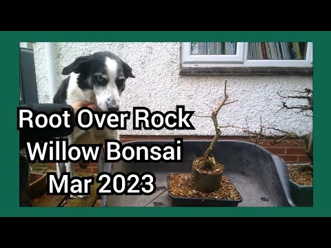 Root Over Rock Willow Bonsai Mar 2023 1
