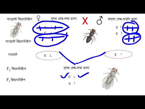 Genetics-3rd yr#Linkage#Crossing Over