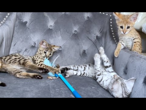 Different Colors Of Savannah Kittens