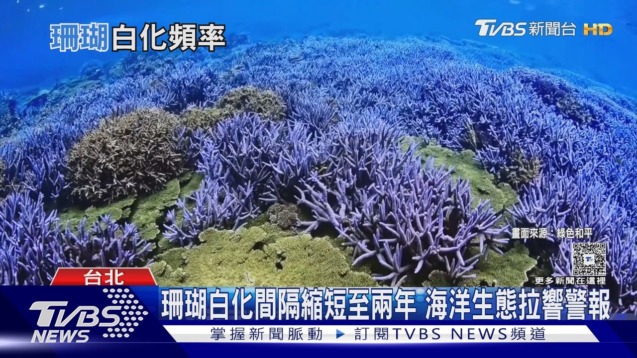 影音／珊瑚白化間隔「10年→5年」！小琉球剩11%　學者：很難救回來