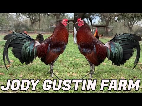 Nice Birds Jody Gustin Farm | Big Farm Visit
