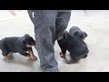 Rottweiler dogs for sale: Lucy - Video 1