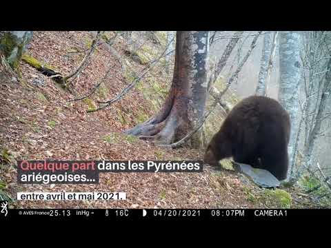 Ours dans les Pyrénées Ariégeoises