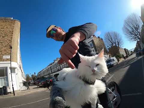 Really dropping the ball here, Sig. 🐱 Hiss of the Day 90.