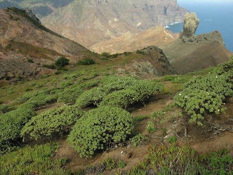Saint Helena – plant conservation Video