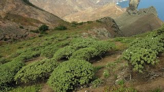 Saint Helena – plant conservation