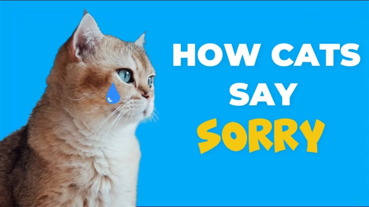 HOW DO CATS APOLOGIZE TO HUMANS?