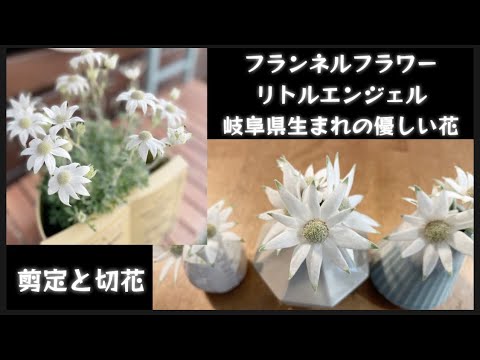 フランネルブッシュ 植物