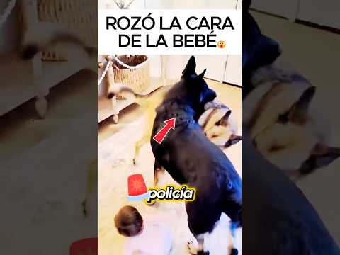 Pastor alemán protege a bebé