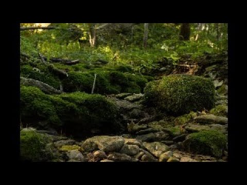 Let's Learn Estonian! - 8