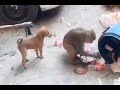 Animals Funny Video Monkey And Dog Funny Video Telugu Funny Video Best Animals Funny Video