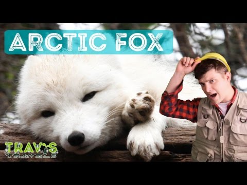 Arctic Fox