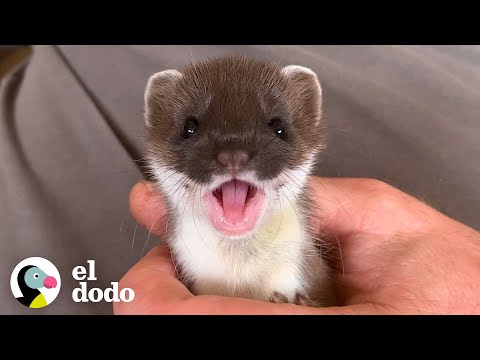 Meet an adorable creature: an ermine | Small and Brave | The Dodo