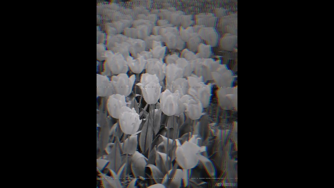 Droses-Tulipanes y gir
asoles (Prod. MDstudio)