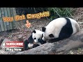 Baby Panda Got Caught When Eating Mom's Food | iPanda