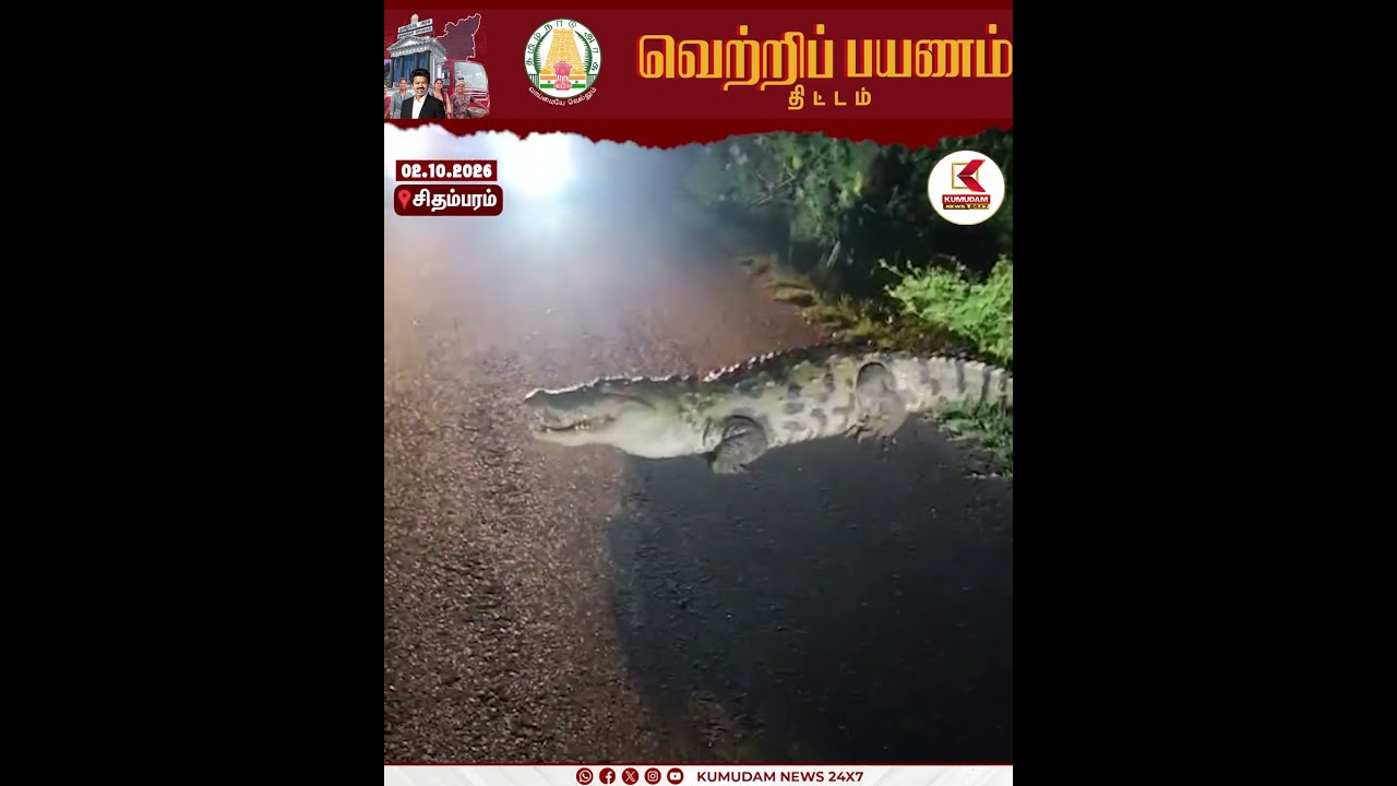 நடுரோட்டில் உலா வந்த முதலை… வாகன ஓட்டிகள் அச்சம் | Crocodile | Cuddalore