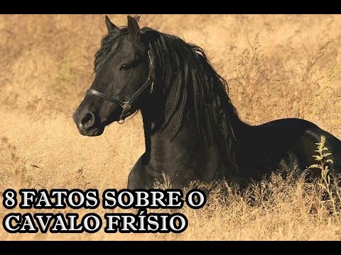8 FATOS SOBRE O CAVALO FRÍSIO