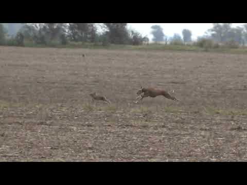 Amalaya Hand in Hand. New channel. HELP by subscribing. Galgos de campo 2024