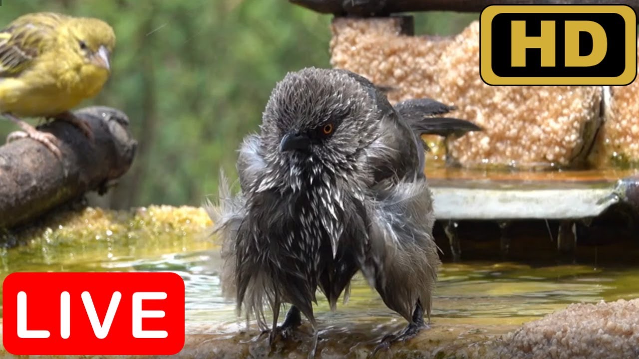 Live webcam view of Backyard Bird Bath Live Cam