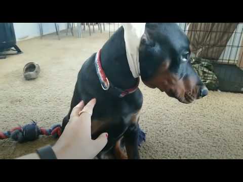 European Doberman Pinscher Large at 14wks!