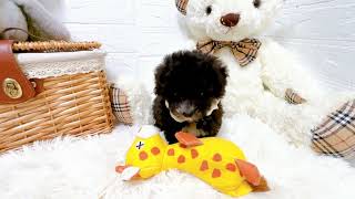 ハーフ犬の動画01