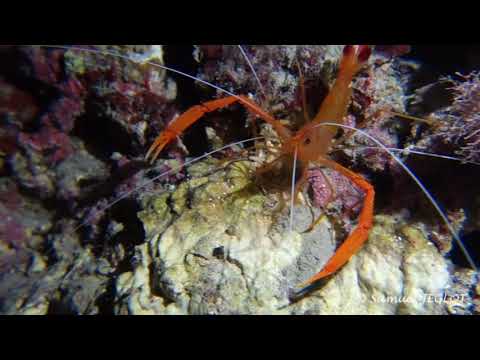 Stenopus spinosus