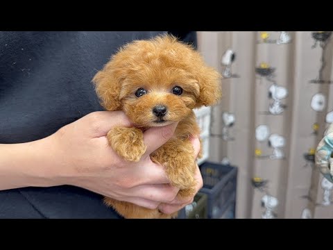 YouTube動画のサムネイル