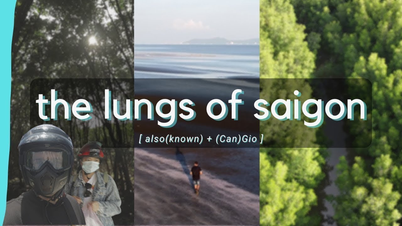 Voyagers explore the captivating Can Gio Mangrove Biosphere Reserve.