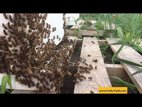 , title : 'Buckwheat Honey Micro Flow Firefly Fields'